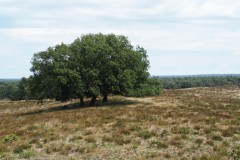 eik#(20250712) bomen