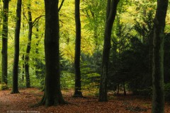 beuk#(20251029) bomen