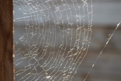 spinnenweb#(20190420) fauna-overig