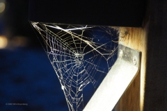 spinnenweb#(20200910) fauna-overig