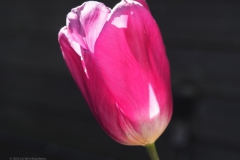 tulpen#(20240410) flora