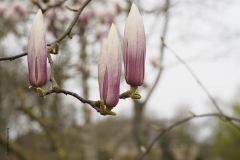 magnolia#(20190326) flora
