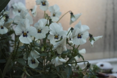 viooltje#(20191212) flora