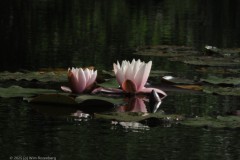 waterlelie#(20250625) flora