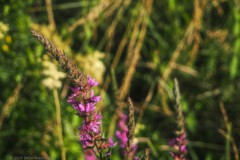 grote kattenstaart#(20260701)