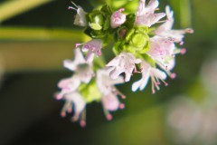 marjolein#(20260725) flora