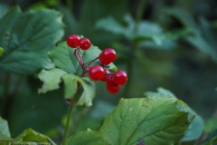 gelderse roos#(20250922) flora