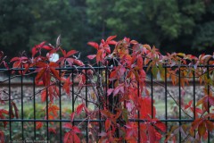 wilde wingerd#(20250929) flora