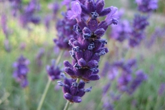 lavendel#(20130713) flora