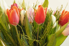 tulpen#(20210129) flora