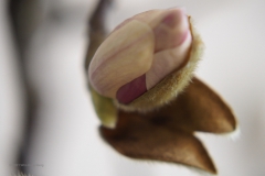 magnolia#(20210213)d flora