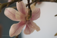 magnolia#(20210213)b flora
