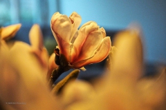 magnolia#(20200216)c flora