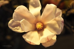magnolia#(20200216)d flora