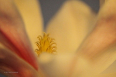 magnolia#(20200216)da flora