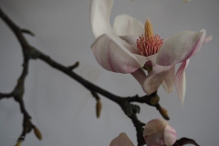 magnolia#(20200219)aa flora