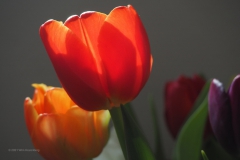 tulpen#(20210219) flora