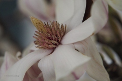 magnolia#(20200219)b flora