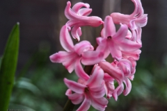 hyacint#(20240307) flora