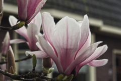 magnolia#(20240314)a flora