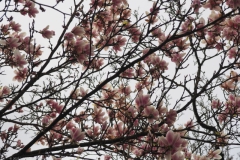 magnolia#(20230330)a flora