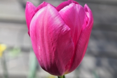 tulpen#(20240331) flora
