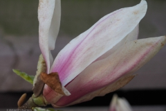 magnolia#(20230402) flora