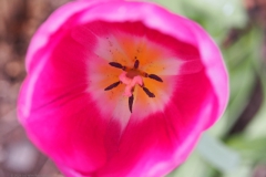 tulpen#(20240406) flora