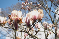 magnolia#(20210413)b flora