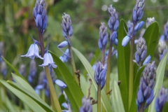 hyacint#(20230415)a flora