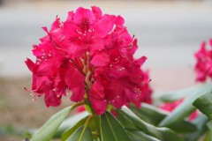 rhododendron#(20200601) flora