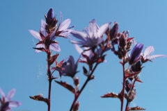 paarse bloempjes#(20210610) flora