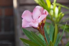 oleander#(20200526)e flora