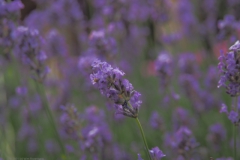 lavendel#(20210701) flora