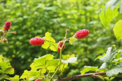 framboos#(20260617) food