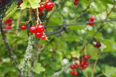 bes#(20260617)a food