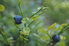 bosbes#(20260714) food