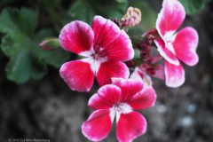 geranium#(20250712) geranium