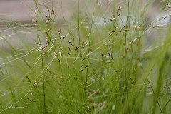 gras#(20190610) grassen