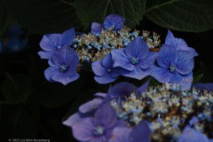 hortensia#(20250714)b hortensia