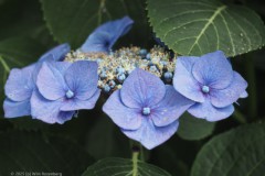 hortensia#(20250714)c hortensia