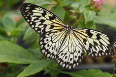 vlinder#(20170524)a  insecten