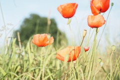 klaproos#(20250625) rozen
