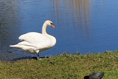 zwaan#(20230403) vogels
