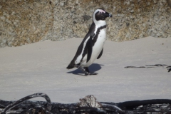 pinguin#(20141101) vogels