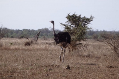 struisvogel#(20141105) vogels