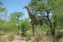 giraffe#(20121205)