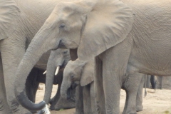olifant#(20141104)c