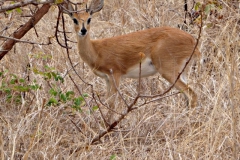 antilope#(20141104)