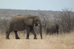olifant#(20141104)f